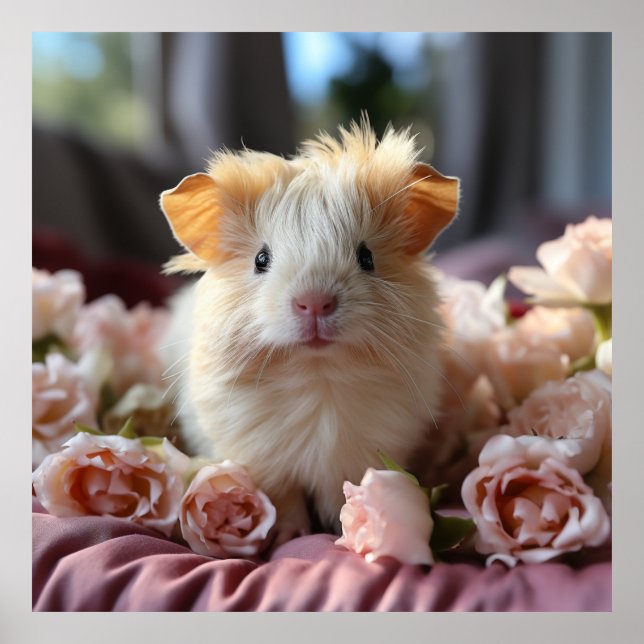 A curly fluffy guinea pig poster (Front)