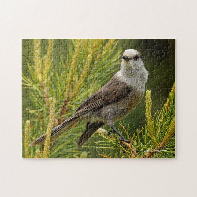 A Cute and Curious Grey Jay / Whiskeyjack Jigsaw Puzzle (Horizontal)