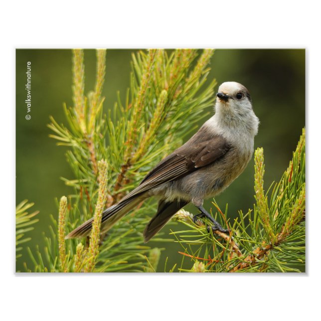 A Cute and Curious Grey Jay / Whiskeyjack Photo Print (Front)