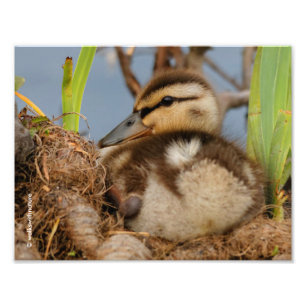 A Cute and Precocious Mallard Duckling Photo Print