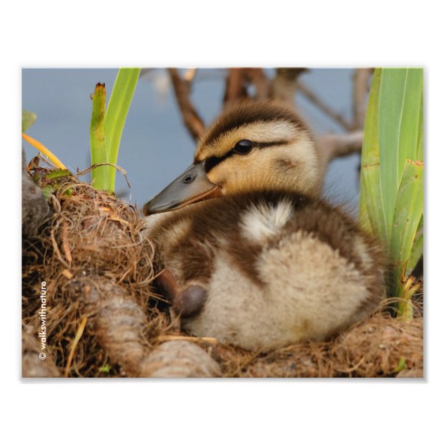 A Cute and Precocious Mallard Duckling Photo Print (Front)