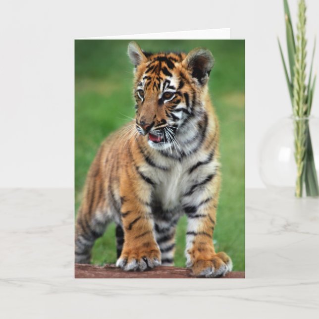 A cute baby tiger card (Front)