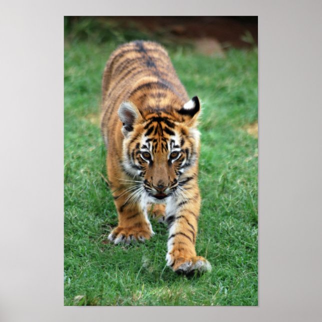 A cute baby tiger cub poster (Front)
