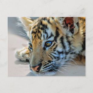A cute baby tiger postcard