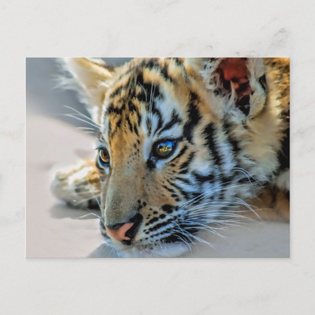 A cute baby tiger postcard (Front)