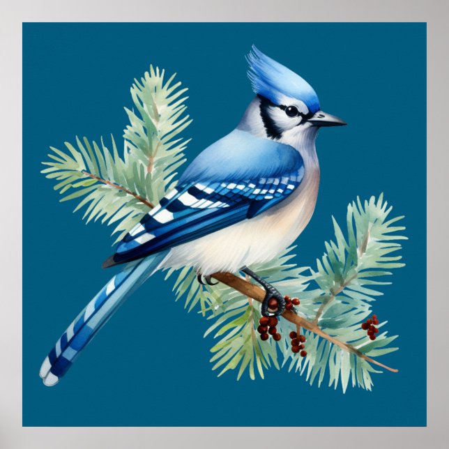 A Cute Blue Jay  Poster (Front)