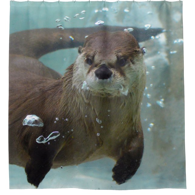 A cute Brown otter swimming in a clear blue pool Shower Curtain (Front)