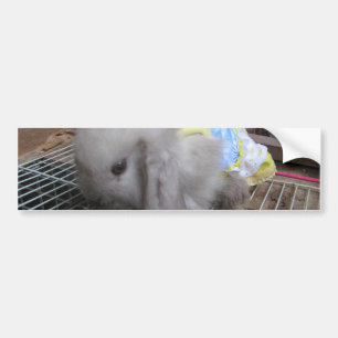 A Cute Bunny Rabbit in a Dress Bumper Sticker
