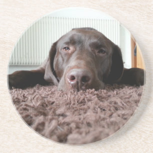 a cute chocolate lab puppy sleeping in a house coaster