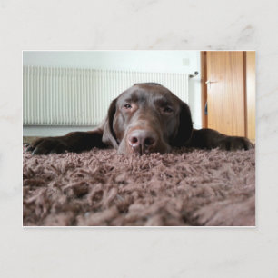 a cute chocolate lab puppy sleeping in a house postcard