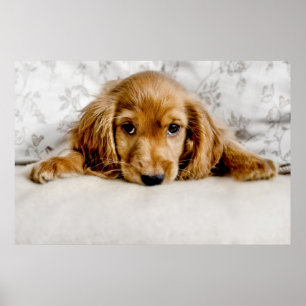 A Cute Cocker Spaniel Poster