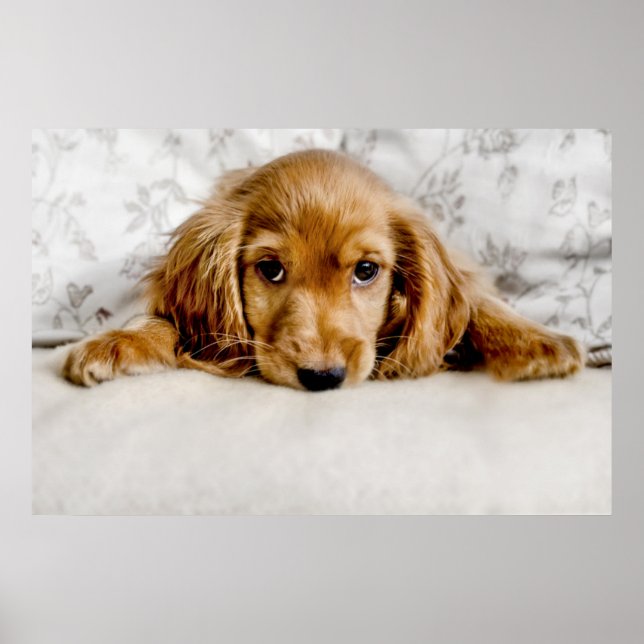 A Cute Cocker Spaniel Poster (Front)