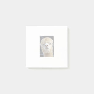 A cute fluffy face of an alpaca     post-it notes