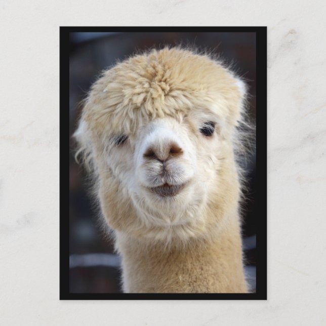 A cute fluffy face of an alpaca     postcard (Front)