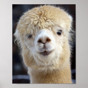 A cute fluffy face of an alpaca      poster