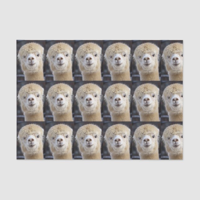 A cute fluffy face of an alpaca         tissue paper (Front)