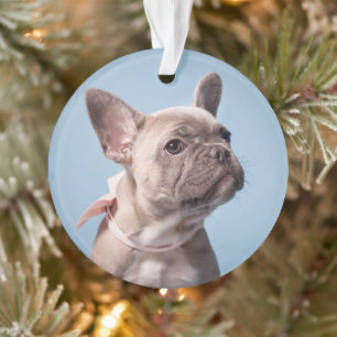 A Cute French Bulldog Ornament