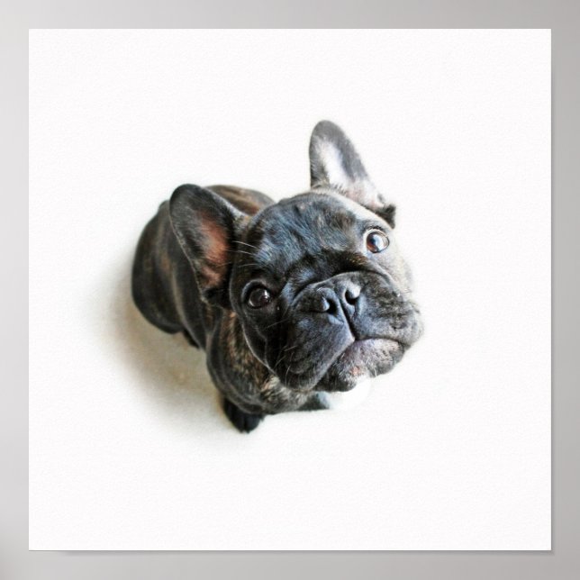 A Cute French Bulldog Puppy Poster (Front)
