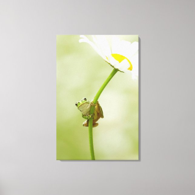 A Cute Frog Canvas Print (Front)