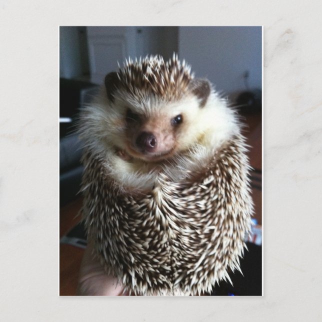 A cute hedgehog postcard (Front)