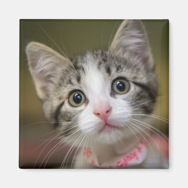 A cute kitten with green eyes magnet (Front)