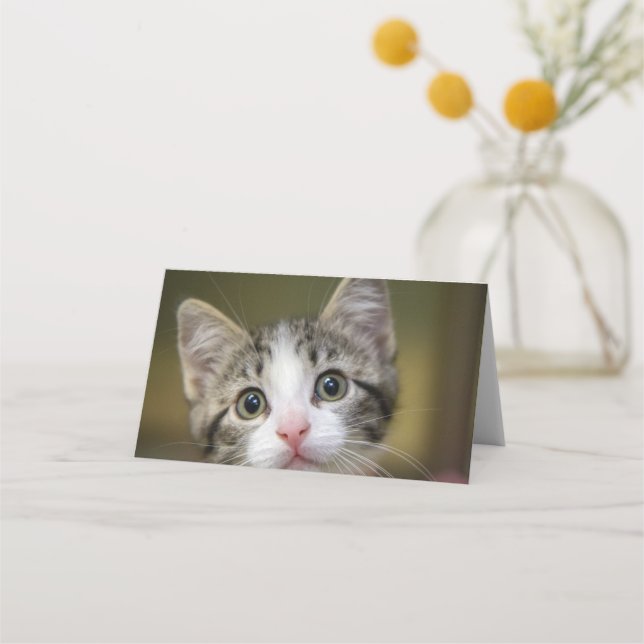 A cute kitten with green eyes place card (Front)