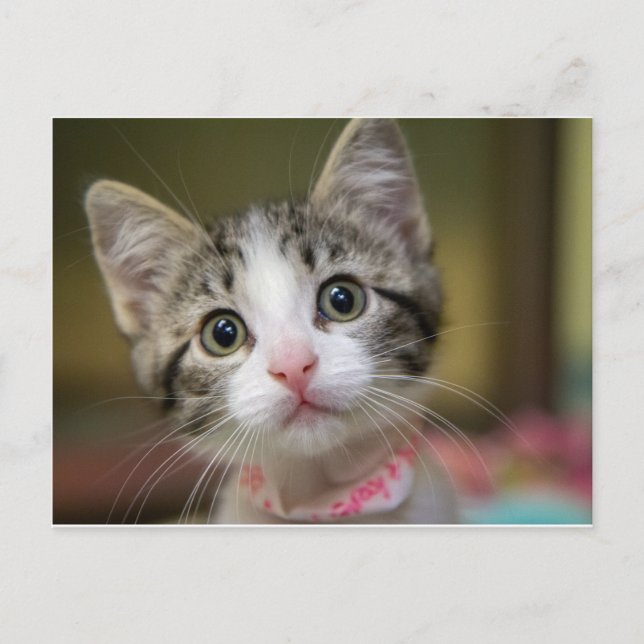 A cute kitten with green eyes postcard (Front)