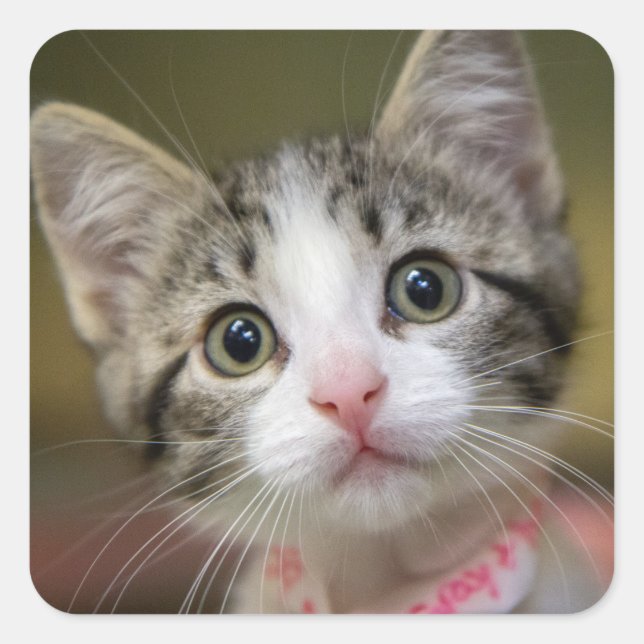 A cute kitten with green eyes square sticker (Front)