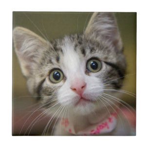 A cute kitten with green eyes tile