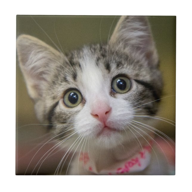 A cute kitten with green eyes tile (Front)