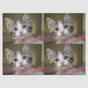 A cute kitten with green eyes tissue paper
