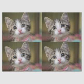 A cute kitten with green eyes tissue paper
