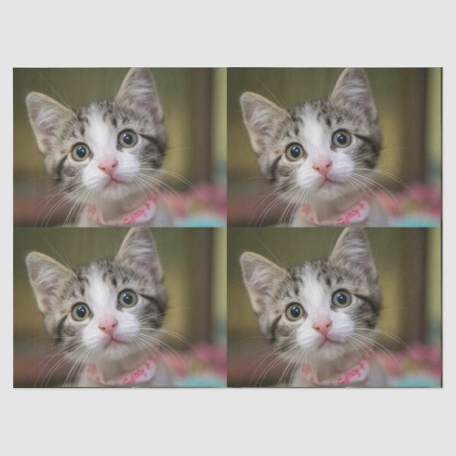 A cute kitten with green eyes tissue paper (Front)