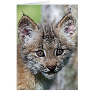 A Cute Little Canadian Lynx Kitten
