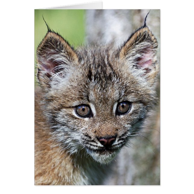 A Cute Little Canadian Lynx Kitten (Front)