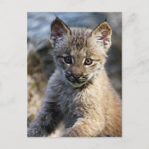 A Cute Little Canadian Lynx Kitten Postcard