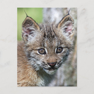 A Cute Little Canadian Lynx Kitten Postcard