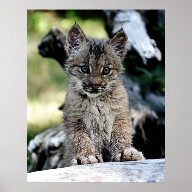 A Cute Little Canadian Lynx Kitten Poster (Front)