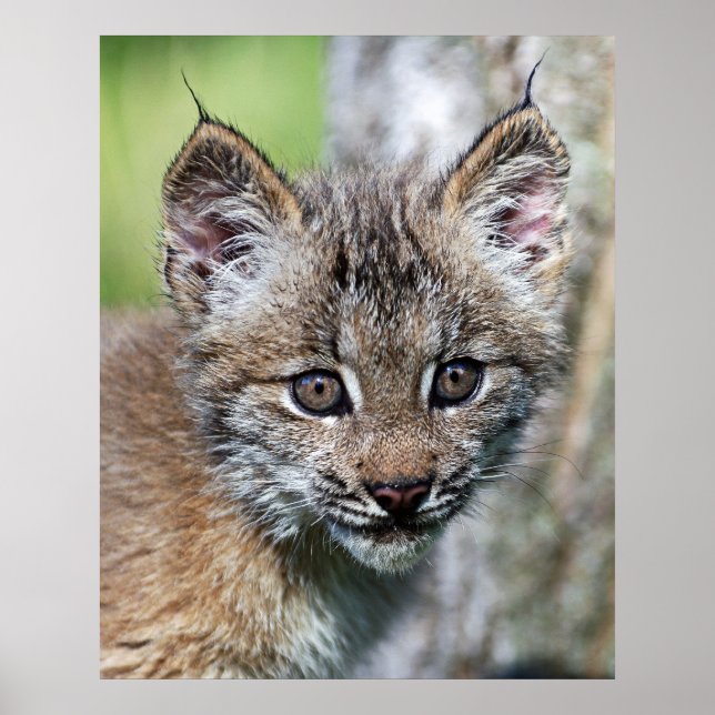 A Cute Little Canadian Lynx Kitten Poster (Front)