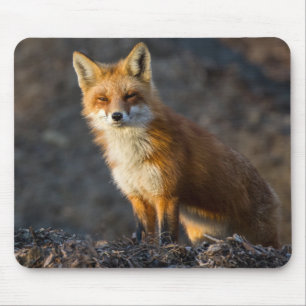 A Cute Little Fox Mouse Mat