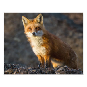 A Cute Little Fox Photo Print