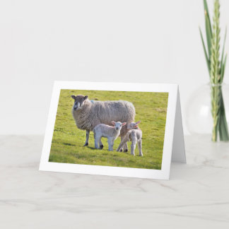 A cute pair of lambs with their mother card