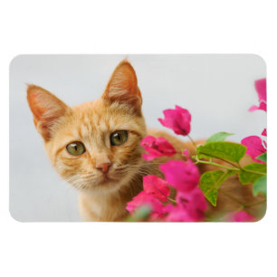 A cute red tabby kitten is watching you. magnet