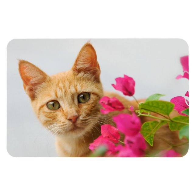 A cute red tabby kitten is watching you. magnet (Horizontal)