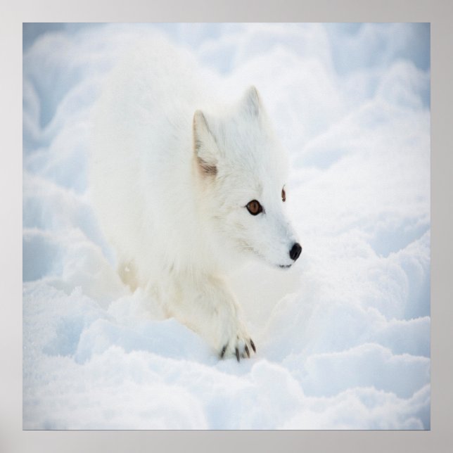 A cute small white arctic fox walking in snow poster (Front)