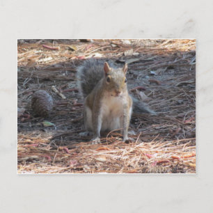 A cute Squirrel Postcard