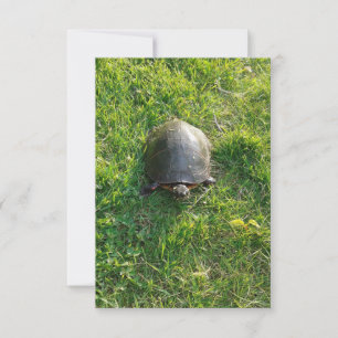 A Cute Turtle in the Park Blank Flat Card