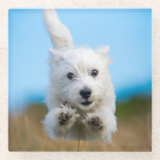 A Cute West Highland Terrier Puppy Running Glass Coaster (Front)