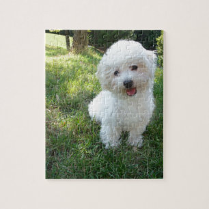 a cute westie - west highland terrier - at a local jigsaw puzzle