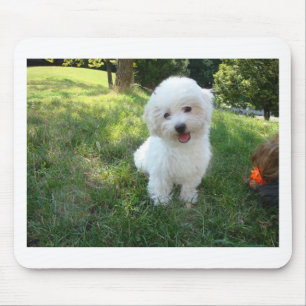 a cute westie - west highland terrier - at a local mouse mat